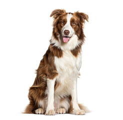 Border collie panting and sitting on white background