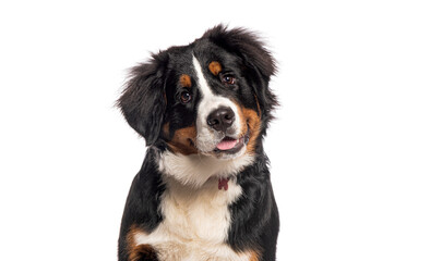 Bernese mountain dog puppy sitting with panda plush toy