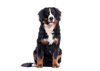 Happy Bernese mountain dog sitting on a white background and looking at the camera panting with its tongue out