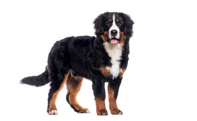 Happy Bernese mountain dog standing on a white background and looking at the camera panting with its tongue out