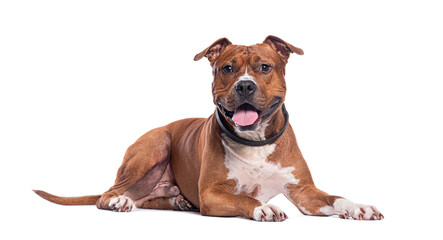 Red and white amstaff dog wearing a collar, looking at the camera lying down and sticking its tongue out, isolated on white