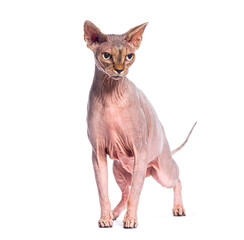 Hairless purebred sphynx cat standing isolated on white background