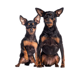 Two alert miniature pinschers sitting together