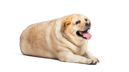 Obraz premium Overweight fat labrador retriever dog lying down and panting, isolated on white background