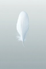 Delicate white feather gently floating against soft, muted backg