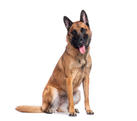 Belgian shepherd malinois sitting and panting on white background