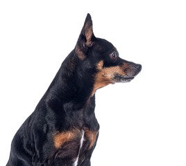 Side view of a Miniature Pinscher looking right, isolated on white