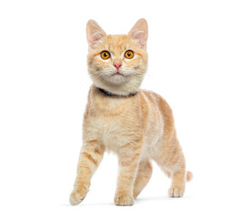 Adorable ginger kitten wearing a collar confidently walking forward against a white backdrop