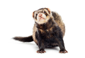 Ferret standing on all fours and looking up curiously against a white background