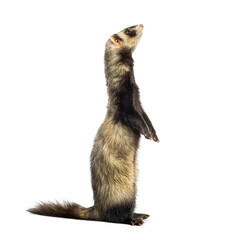 Ferret standing on hind legs and looking up, isolated on white