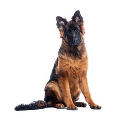 German shepherd dog sitting and looking at the camera on white background