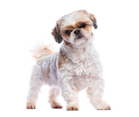 Shih tzu dog standing and looking at camera on white background