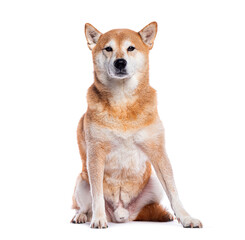 Shiba inu dog sitting and looking directly at camera on white background