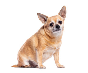 Obraz premium Senior chihuahua dog sitting and looking away on white background