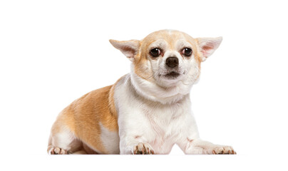 Obraz premium Cute chihuahua lying down and looking around on white background