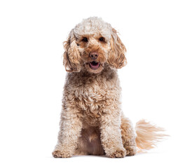 Cockapoo puppy sitting and panting on white background
