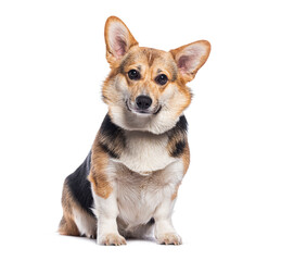 Adorable welsh corgi pembroke sitting and posing on white background