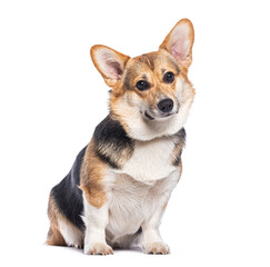 Welsh corgi pembroke sitting and looking curious on white background