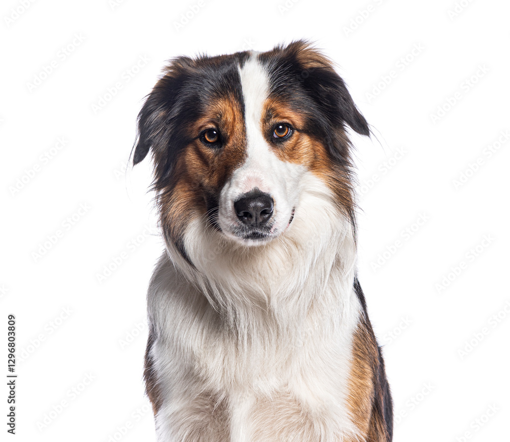 Poster border collie posing on white background