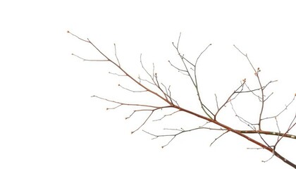 Delicate, bare branches isolated against a pure white backdrop, high resolution, organic