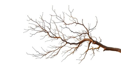 Fototapeta premium Delicate, intertwined tree branches isolated on pure white backdrop, organic, detail