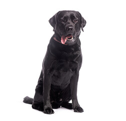 Black labrador retriever sitting and panting on white background
