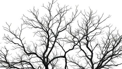 Stark, isolated tree branches against pure white backdrop, branches, twigs