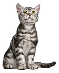 British shorthair kitten sitting and looking up with curiosity , cut out