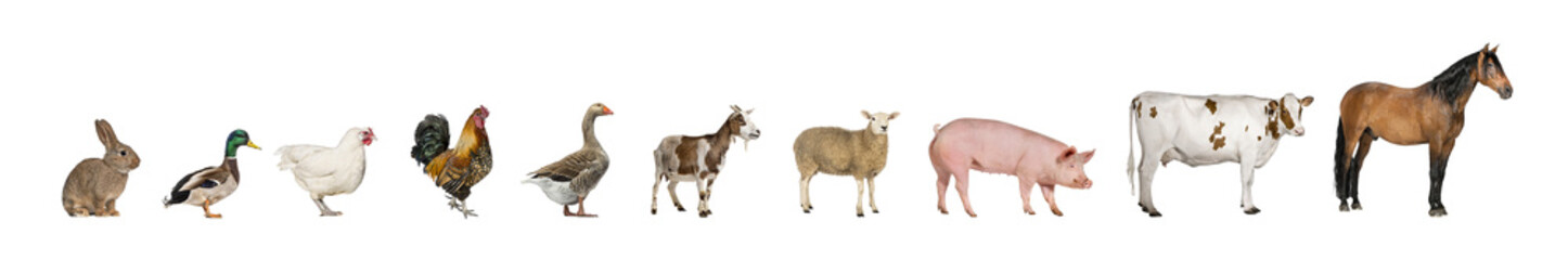 Line of farm animals including a horse, cow, pig, sheep, goat, goose, rooster, hen, duck, and rabbit
