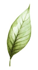 Detailed green leaf illustration showcasing fine veins and vibrant hues with a soft watercolor effect