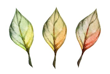 Watercolor illustration depicting three leaves transitioning from green to autumn colors in a soft and artistic style