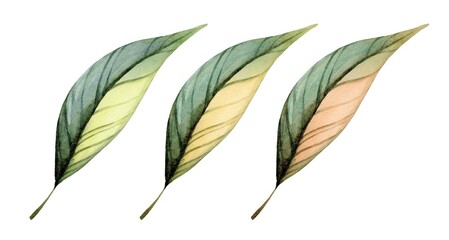Colorful botanical illustration showcasing three leaves in varying shades and textures with delicate details