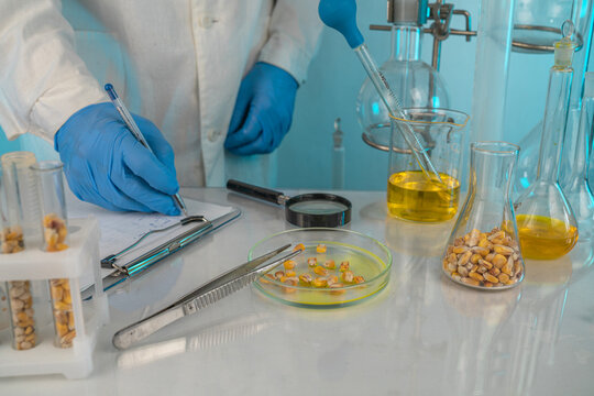 cientist check chemical whole grains residues in laboratory. Control experts inspect the concentration of chemical residues. hazards, standard, prohibited substances, contaminate, Microbiologist