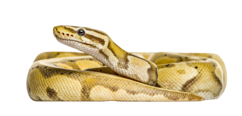 Python regius, royal python, or ball python, is staring with transparent background