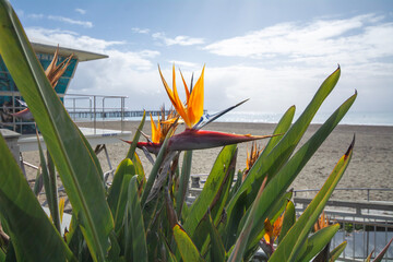 Beautiful orange flower found in warm countries.Strelitzia reginae or bird of paradise.