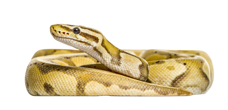 Python regius, royal python, or ball python, is staring with transparent background