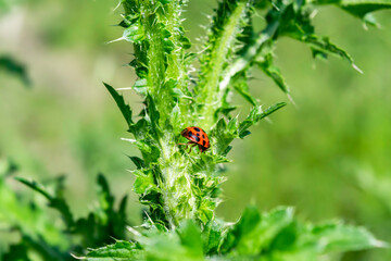 Ladybug close-up on a green leaf of a weed in a summer garden. green background with plants and insects