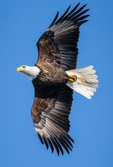 Obraz premium Majestic Bald Eagle Gliding Gracefully Through Clear Blue Sky with Outstretched Wings and Bright White Head Feathers Captured in Stunning Detail