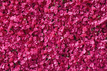 Obraz premium A large bunch of beautiful pink flowers are thriving on a bush