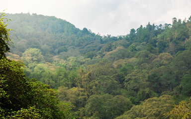Green tropical forests in the dry season retain most of their greenery, even though rainfall decreases.