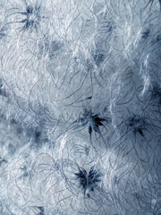 Abstract background of fluffy cotton seeds from Clematis vitalba old man's beard flower