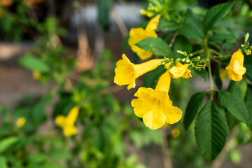 Yellow elder, Yellow bells, Trumpet vine of name gold yellow color, Tecoma stans blurred of...