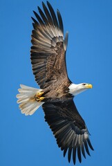 Obraz premium Majestic bald eagle soaring against a clear blue sky, showcasing powerful wings and striking white head, a symbol of freedom and strength in nature