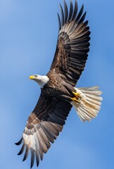 Obraz premium Majestic bald eagle soaring gracefully against a clear blue sky with wings fully spread displaying stunning feathers and powerful physique in nature