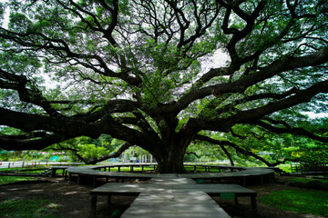 Giant old rain tree grows in the outdoor park with wooden walkway
