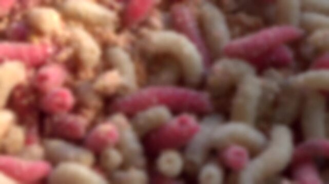 maggots in the box. fishing lure