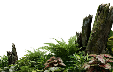 3D render tropical plant foreground on transparent background