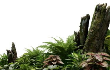 3D render tropical plant foreground on transparent background