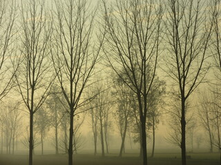 Obraz premium alberi