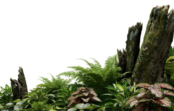 Fototapeta 3D render tropical plant foreground on transparent background